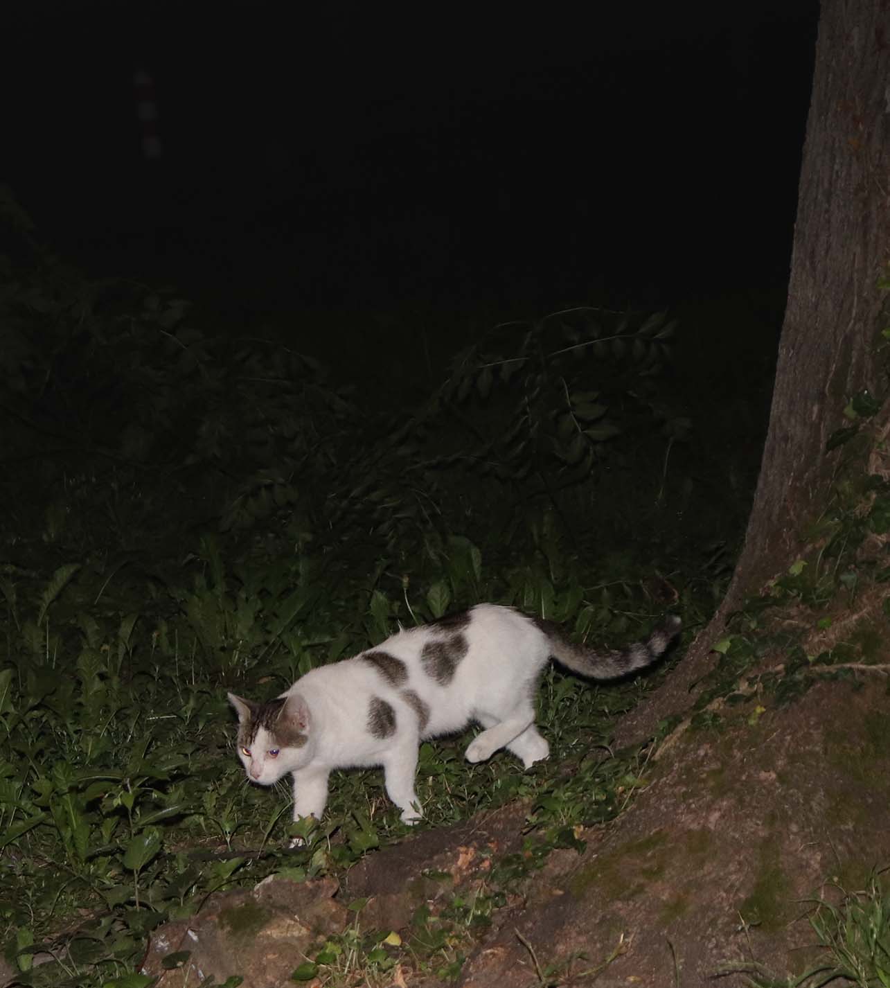 Eine Katze wird nachts von einer Arlo-Kamera aufgenommen, die im Garten spazieren geht